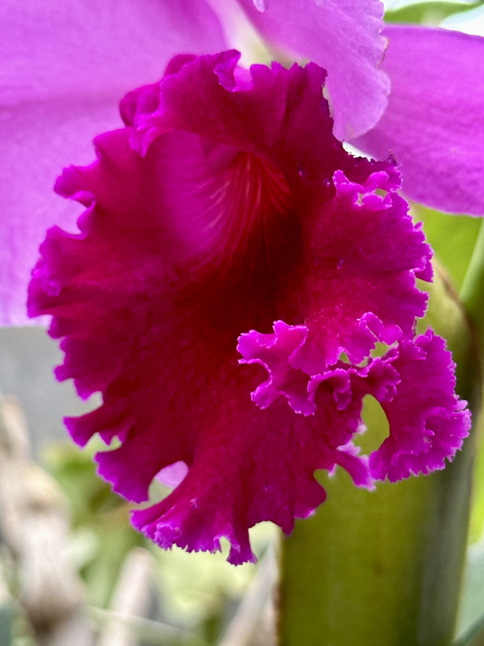 Lincoln Park Conservatory