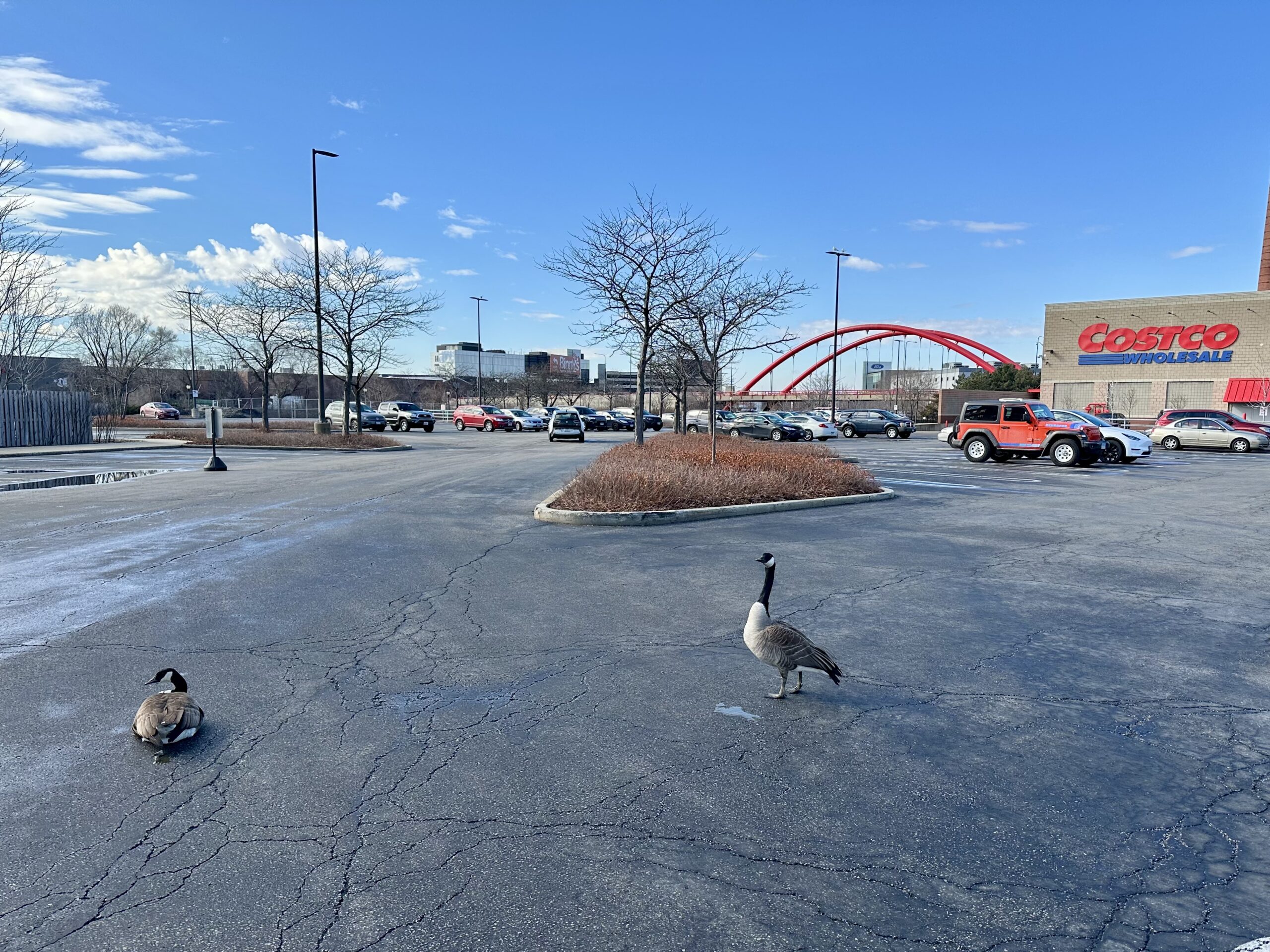 The Geese of Costco