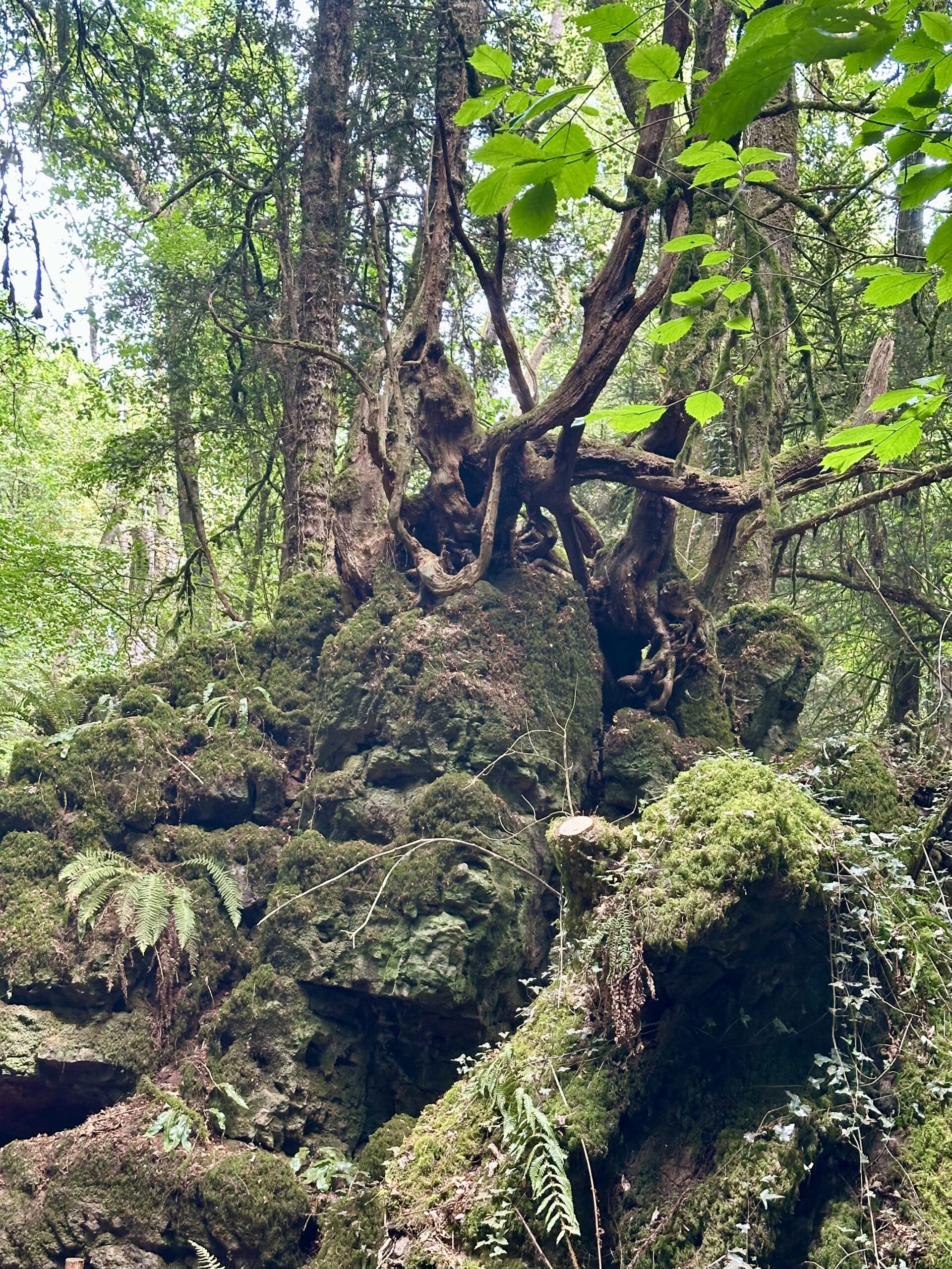 Puzzlewood