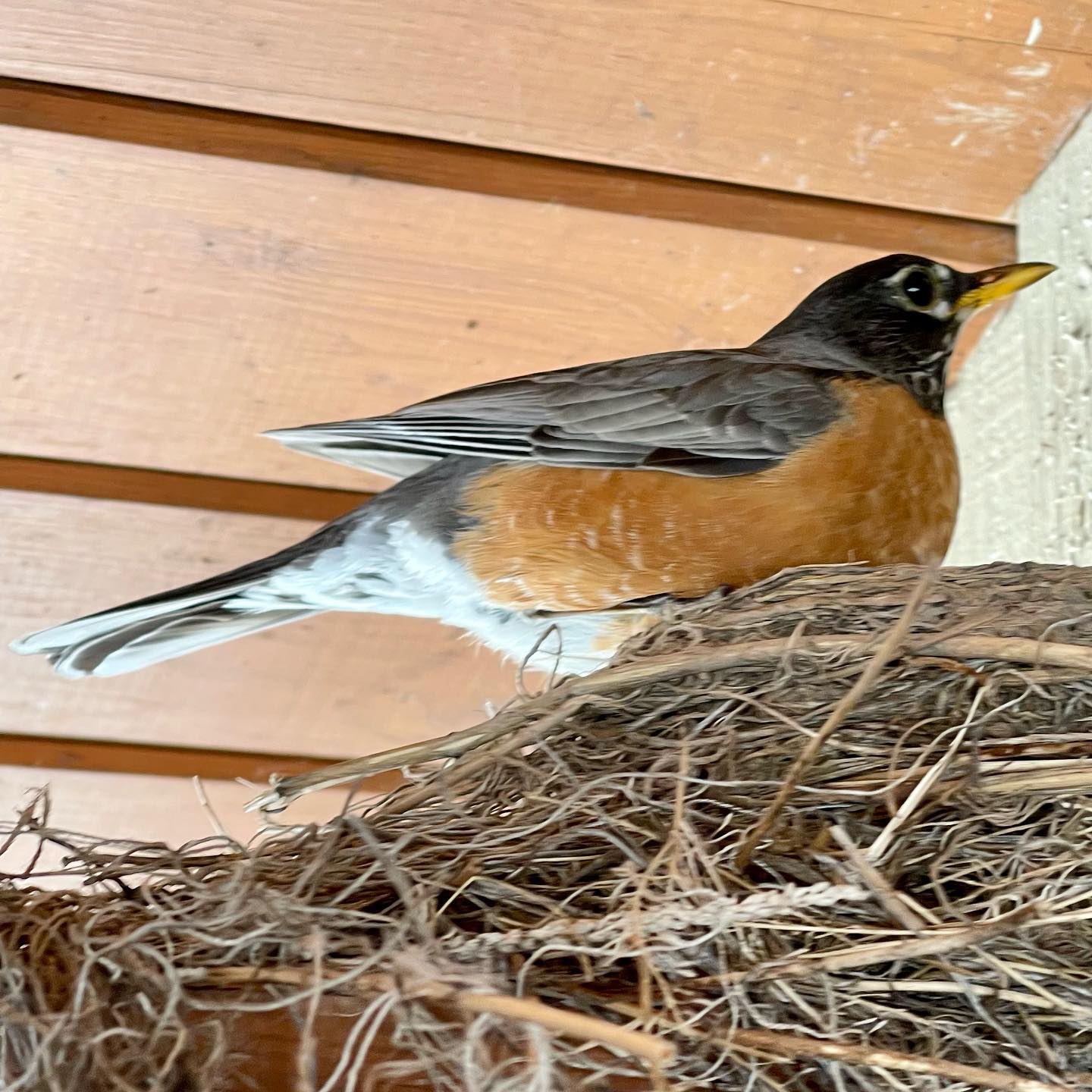 Robin & Nest Dunsurfin