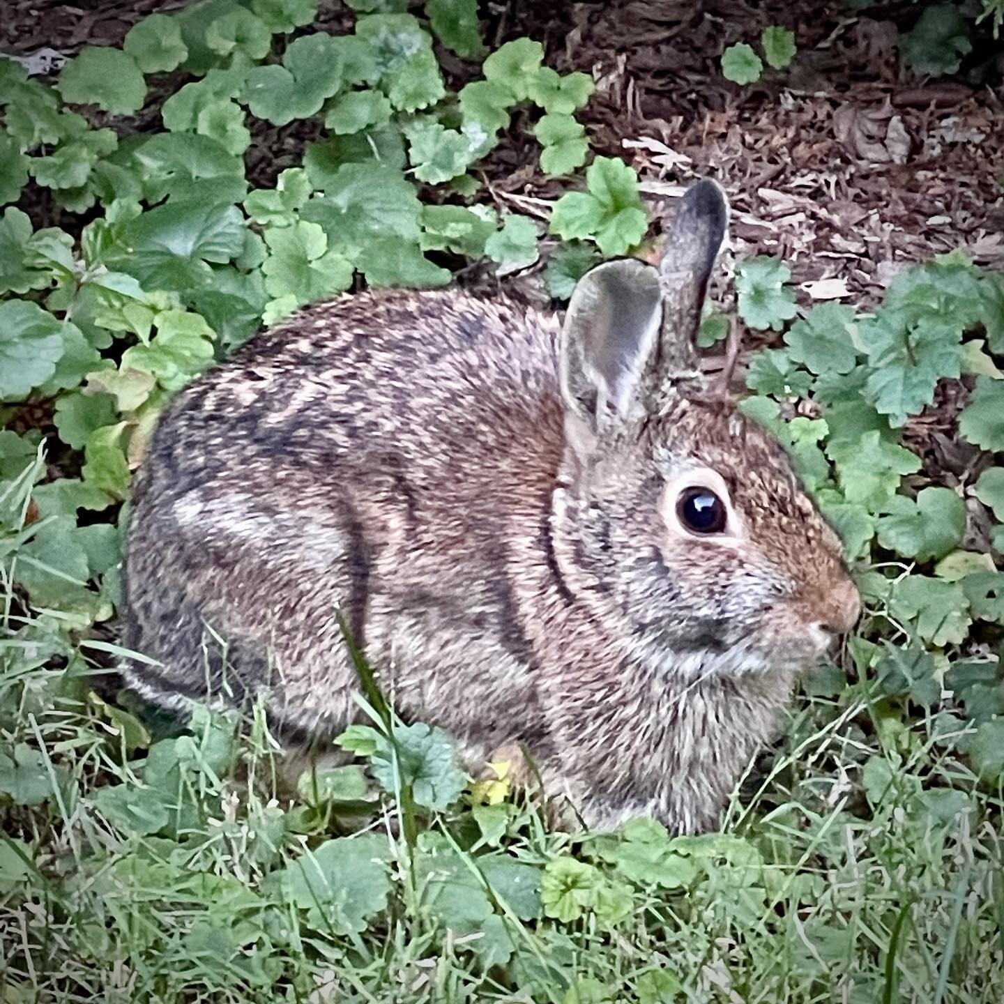 Backyard Bunny Dunsurfin